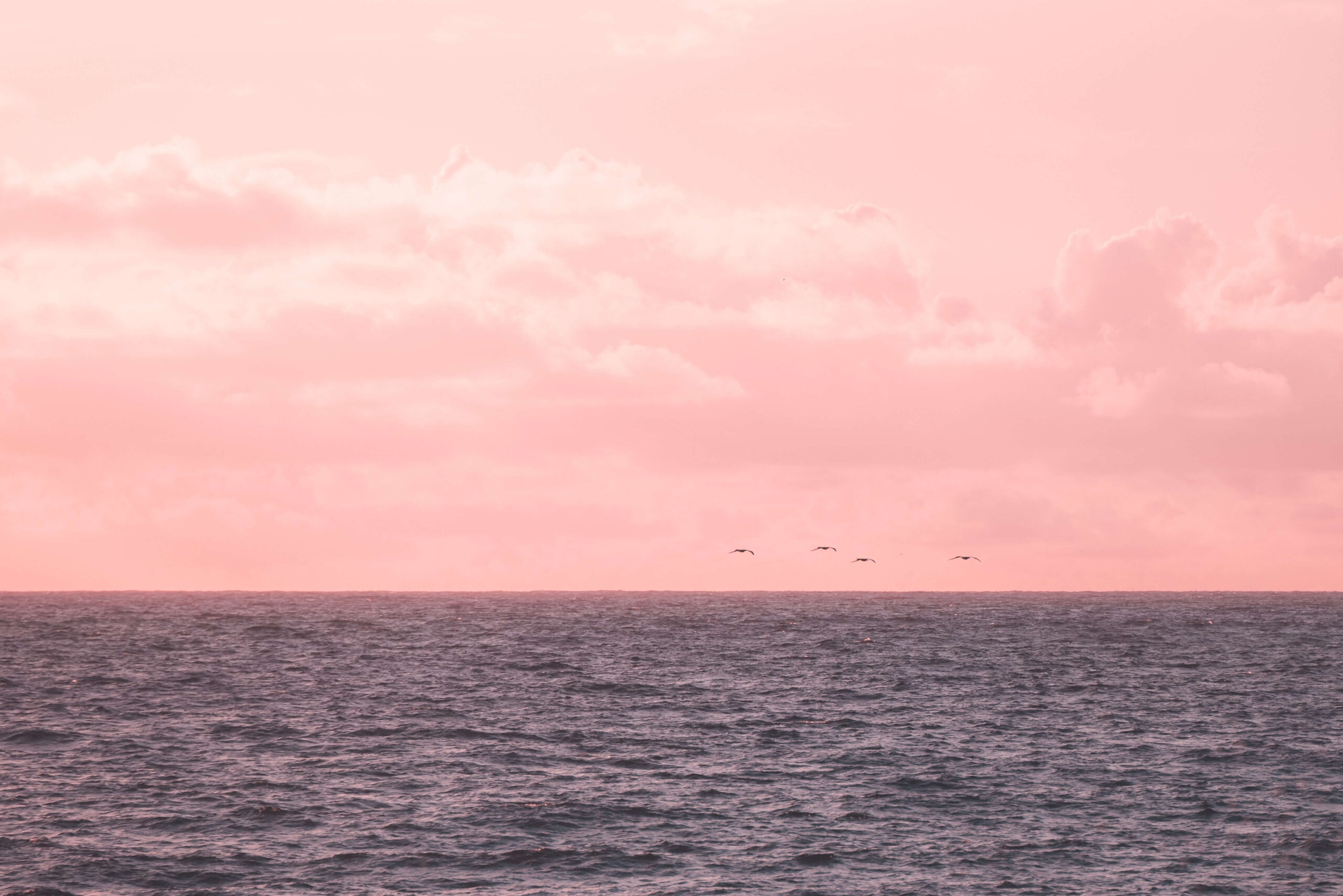 a bluegray sea with a pink skyline and birds in flight - Blog post A Love that is STeadfast