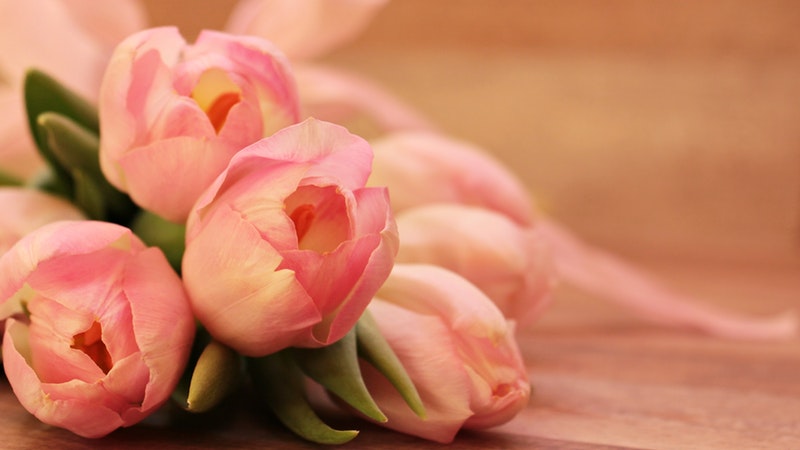 pink tulips laying on side, beginning to bud