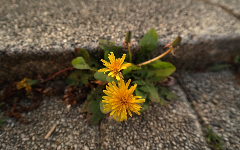 dandelion growing in concrete