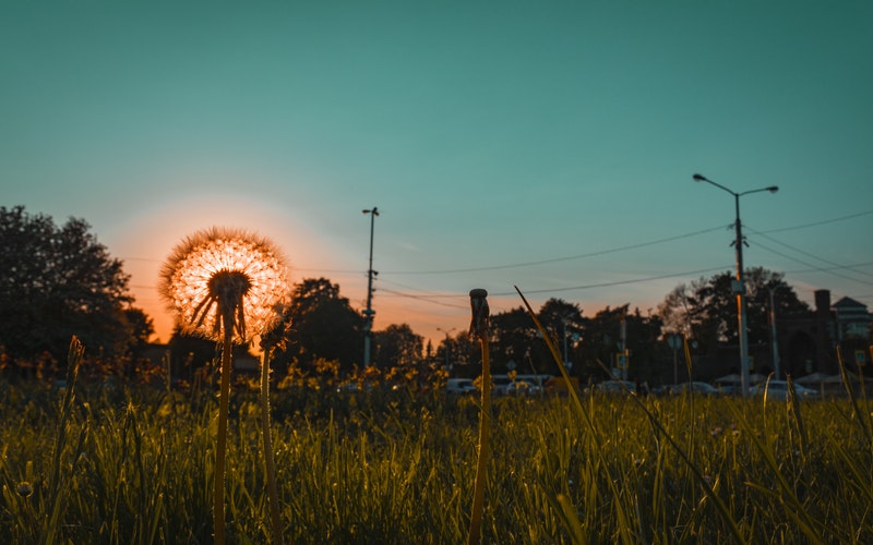 ground level sunset shining through flower