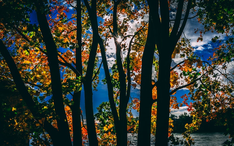 sunlight through trees, fall colored leaves