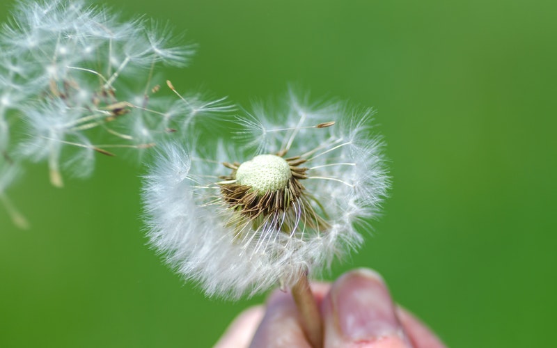 white dandelion seeds blown into the air