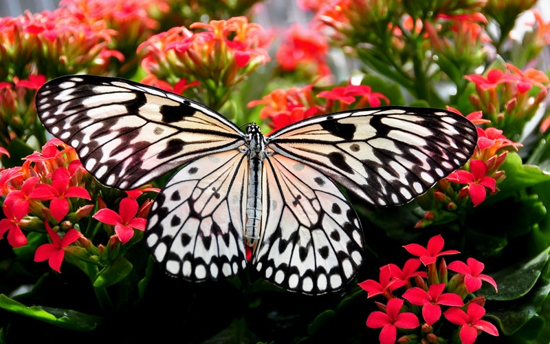 black and white butterfly on red flowers