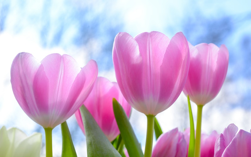 close up of pink tulips with the blue sky as the background. For the blog post New Life