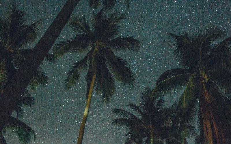 resolutions, staring up at the sky looking past palm tree tops and into a sky full of stars