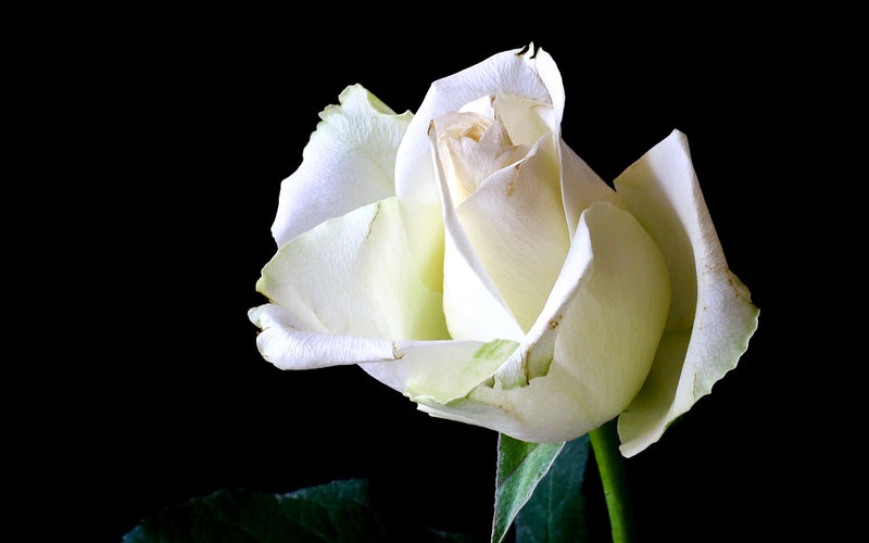 single white rose bud