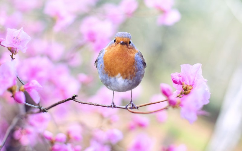 bird on the limb of a flowering tree