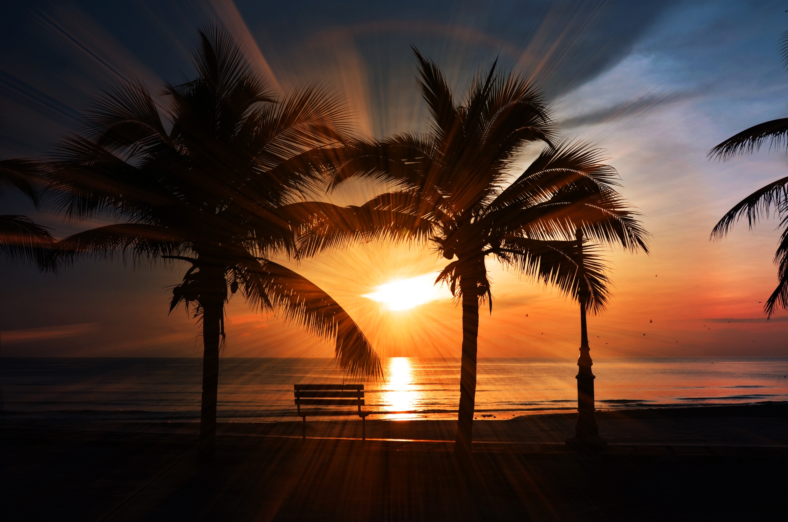 sunset on the water, sun shining through palm trees and a bench