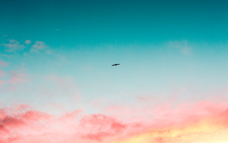 pastel skyline with a lone bird flying