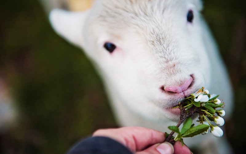 baby sheep being fed by the Good Shepherd