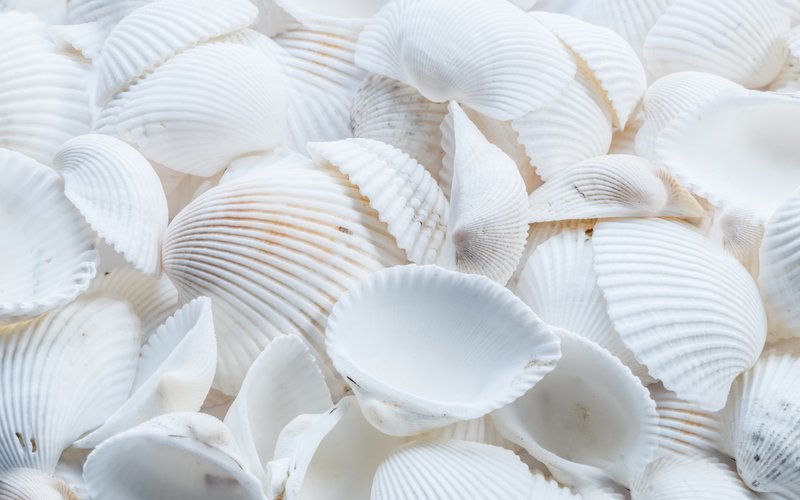 small white sea shells in a pile I didn't forget about you