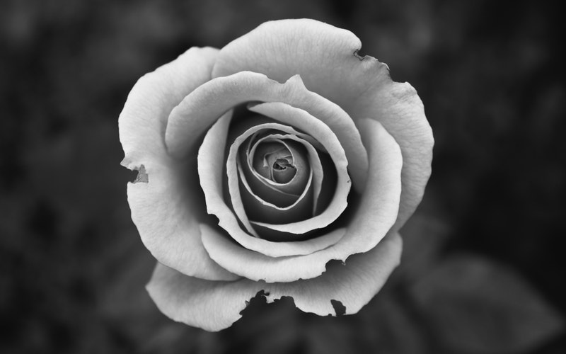 black and white image of a mostly perfect rose but with a couple of tattered petals the power of a lie blog post