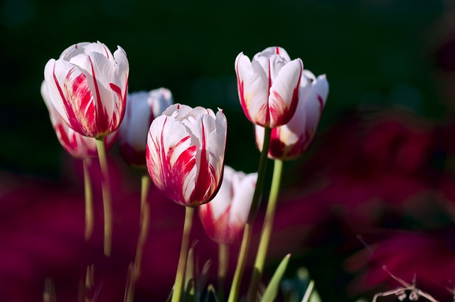 white tulips with red highlights For Me For You Easter Blog post