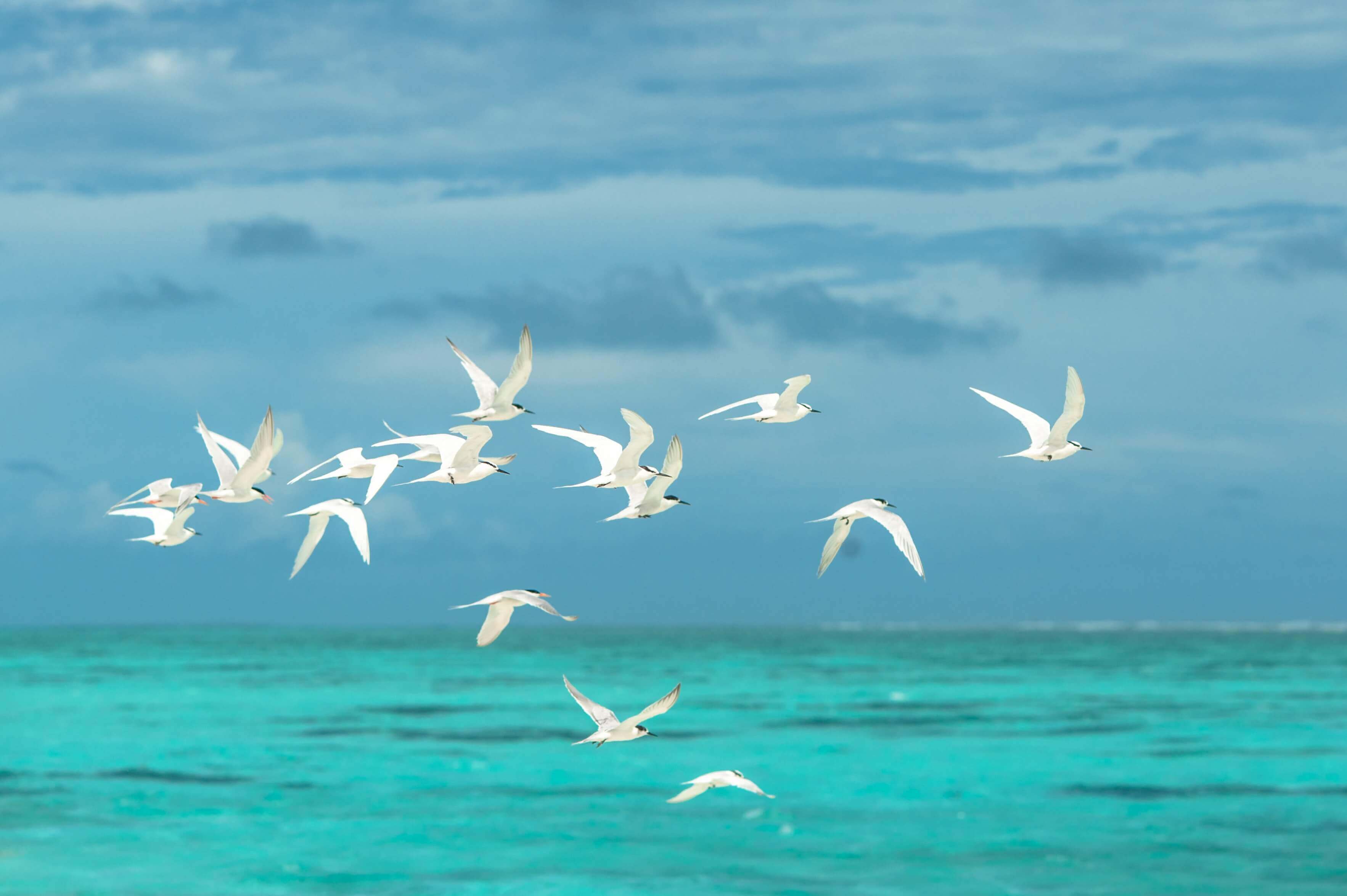 blog post In Him 10.05 white seagulls flying across a medium blue sky, flying low over blue green ocean