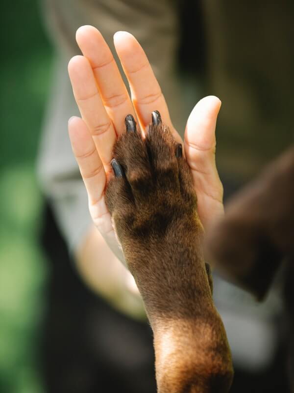 dog paw giving a high five to a human hand - blog post Abuse 11.2021