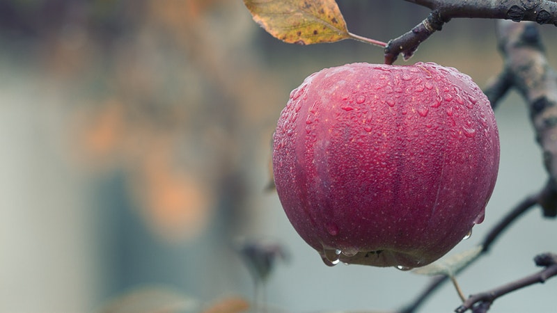 close up dew on apple hanging from tree