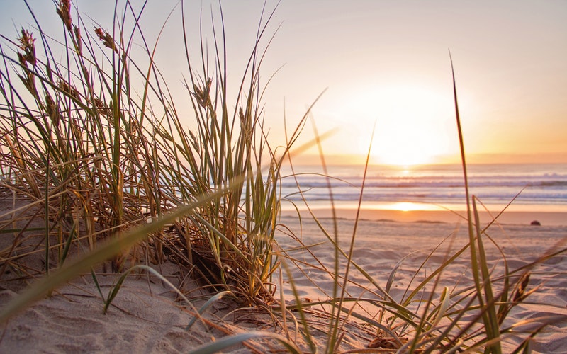 beach grass dune facing ocean sunset