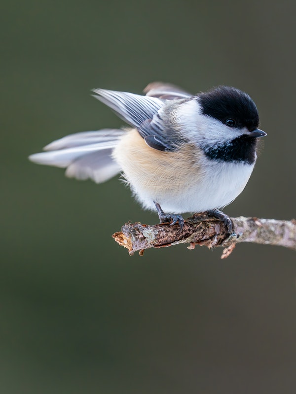 Chickadee on a bare tree twig, blog post A Glimpse