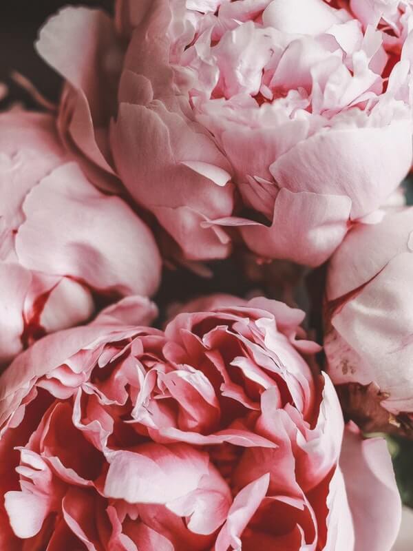 pink peonies heads, Hallelujah blog post