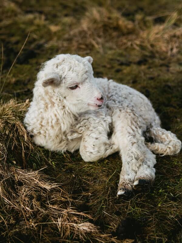 Baby lamb laying in the dirt and straw Blog post, Scars